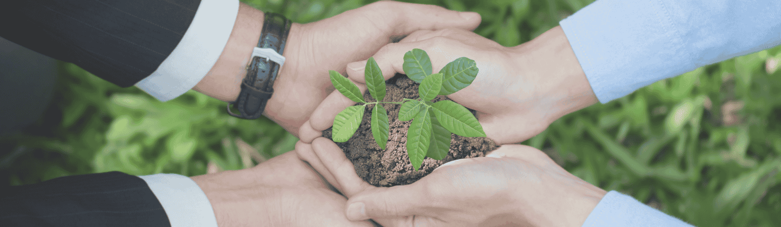 A group of business people holding a plant in their hands.